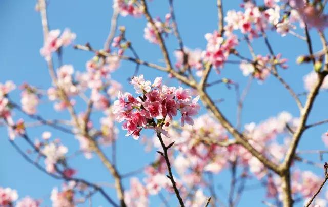 向世界推介深圳,深圳向世界发出邀请