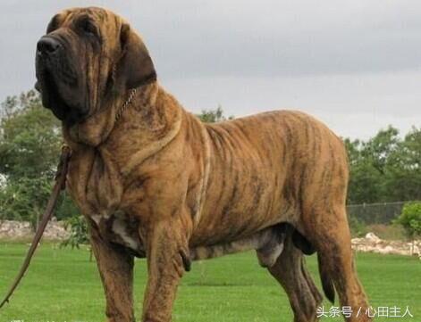 十大禁养猛犬排行,藏獒在世界十大猛犬的排名