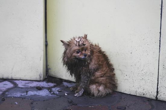 佛弟子可以养宠物吗,佛弟子可以养狗吗