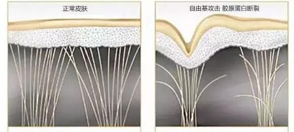 德国胶原蛋白肽原液口服液,德国水解胶原蛋白小分子口服液