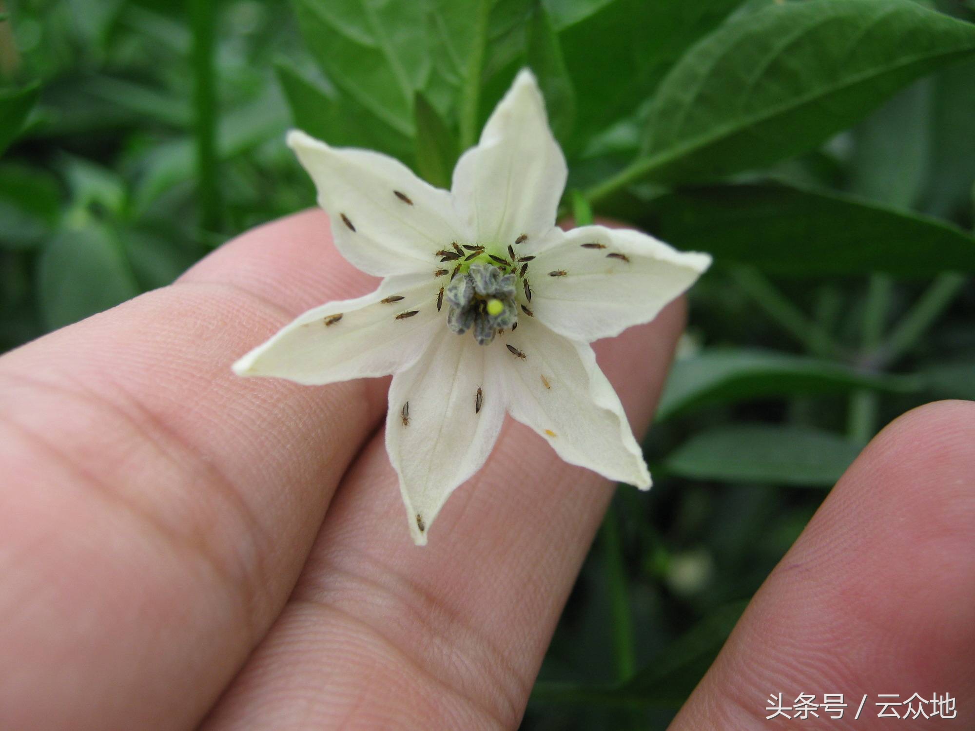 辣椒虫害防治用什么药,辣椒大田移栽如何防治虫害