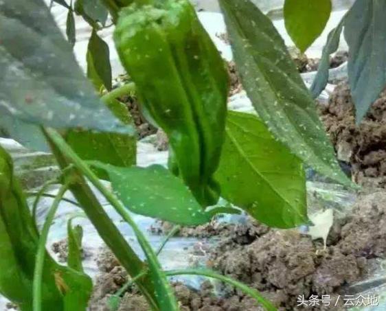 辣椒虫害防治用什么药,辣椒大田移栽如何防治虫害