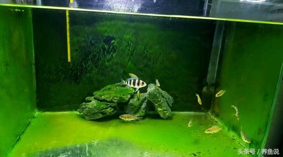 怎么使鱼缸长青苔,怎么样让鱼缸长青苔
