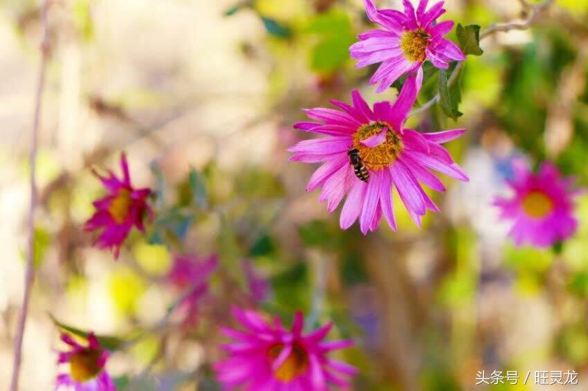 佳能eos最适合新手的单反相机,佳能eos相机哪个型号好