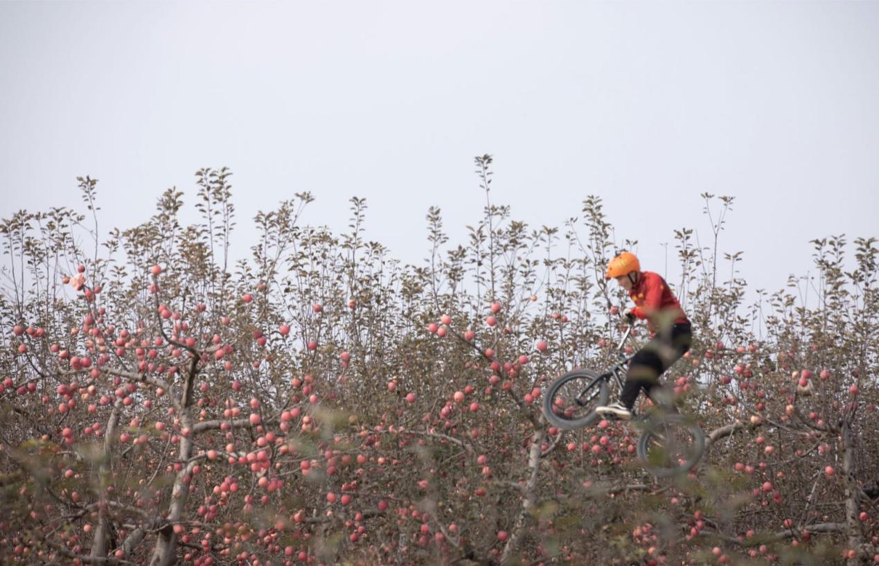 陕西延安洛川苹果,好吃的苹果陕西洛川