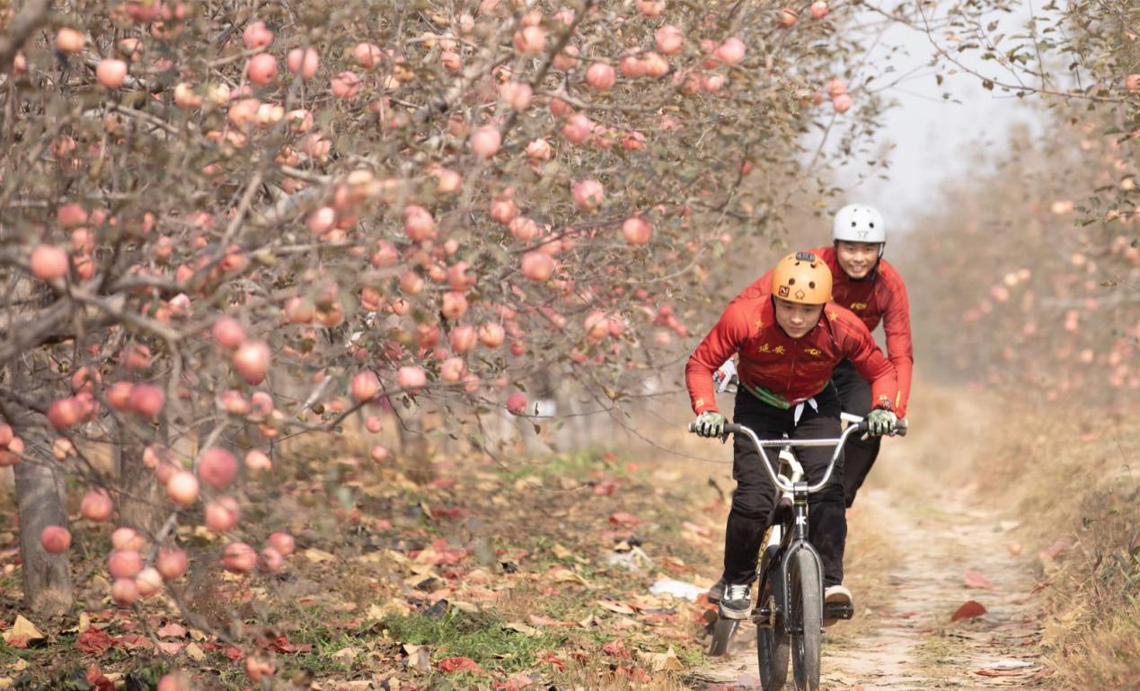 陕西延安洛川苹果,好吃的苹果陕西洛川