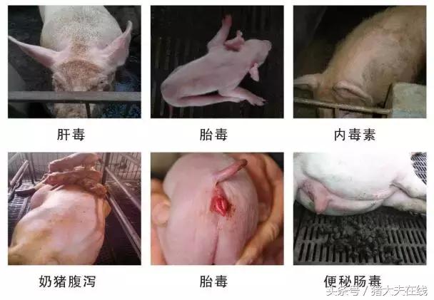 母猪*情催**最全的方法！（整理不易，建议收藏）