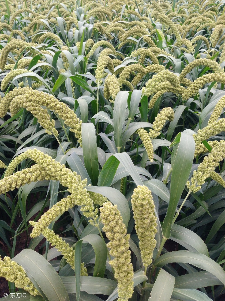 玉米发霉一定会产生黄曲霉吗,玉米发霉是黄曲霉素吗