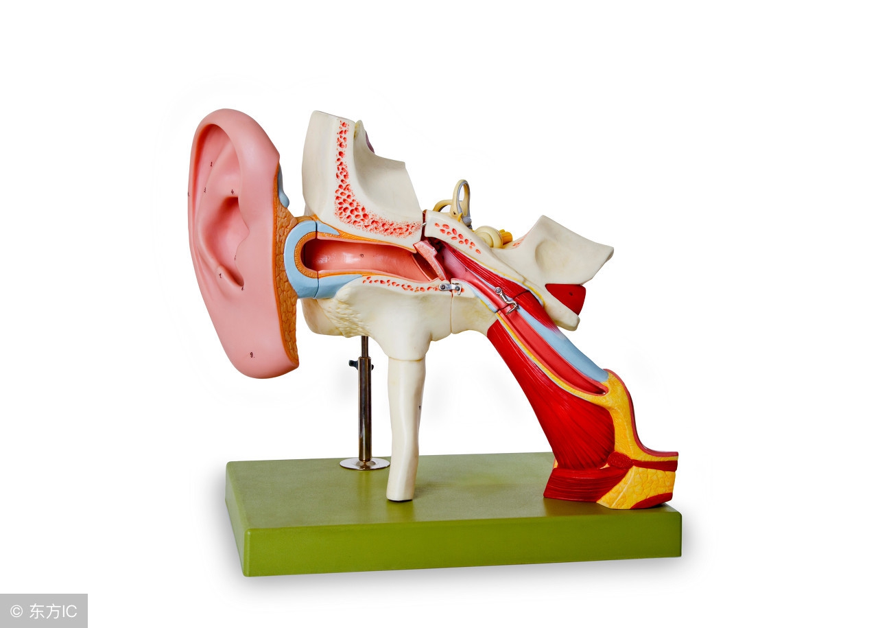 戴耳机耳软骨疼是啥原因,为什么戴入耳耳机耳朵会疼