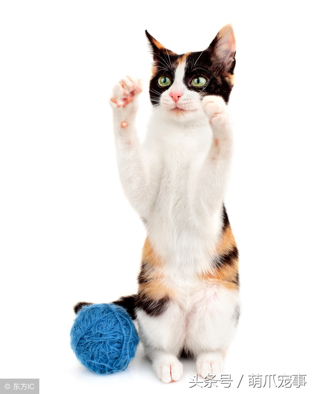 让铲屎官感到害怕的事,铲屎官头疼的猫