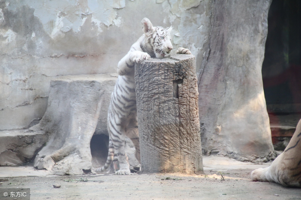中国民间神兽传说,民间传说中的神兽