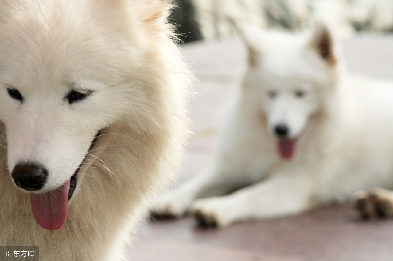 狗狗吃石子是什么原因,狗狗吃石子怎么回事