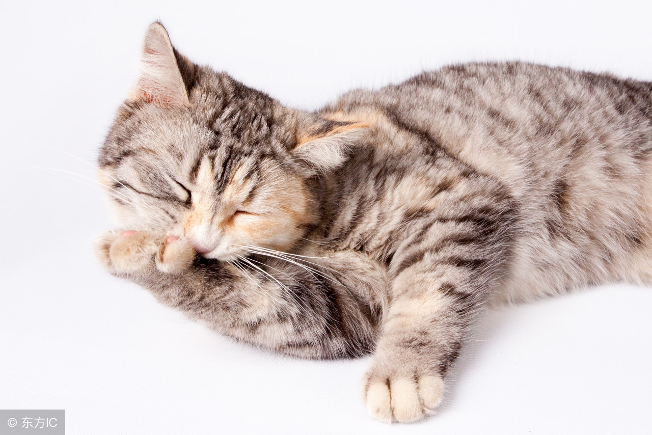 第一次养猫给猫洗澡的关注事项,养猫攻略之如何给猫咪洗澡