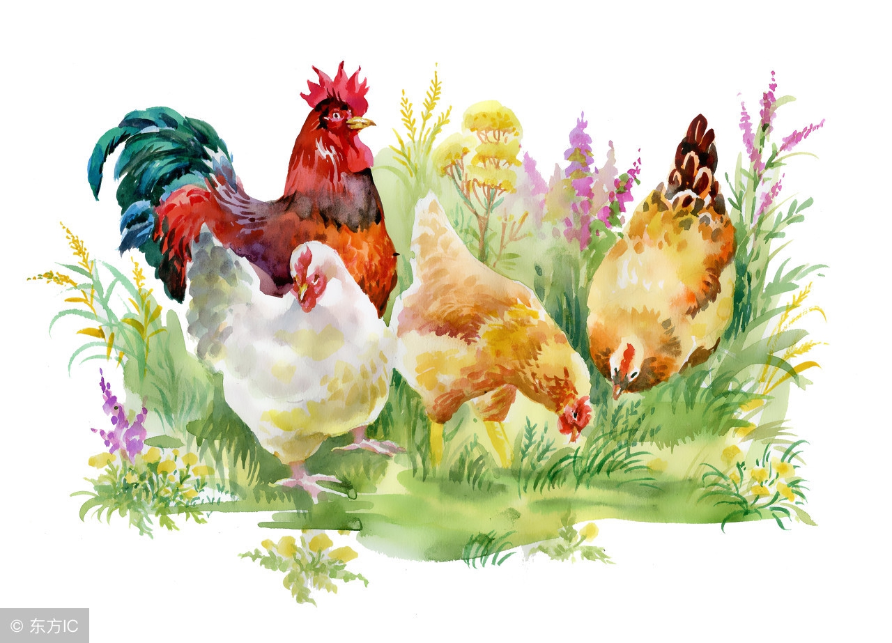 中国若昕文学诗刊社社员卡兰诺小说《卡卡家有窝逆天的鸡》出版