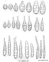 番茄烂果专用药,番茄烂用什么药