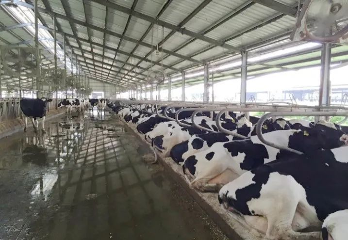 苏衍菁：牧场牛群应激防控管理与实践