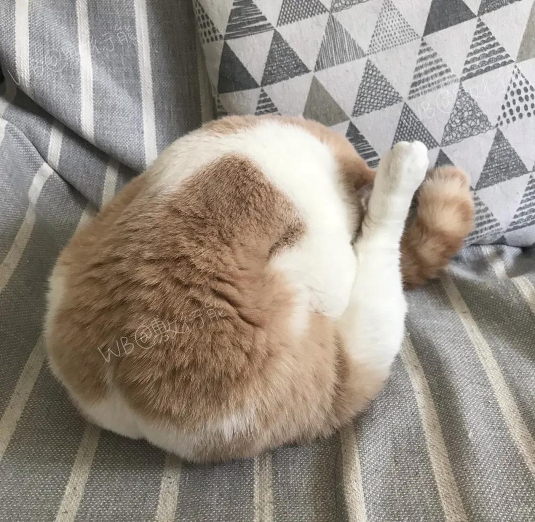 可怜的猫咪是怎么被整惨,这只猫被网友整成什么样了