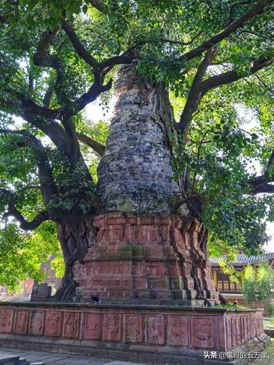 鬼哥的五万里D98骑记：树包塔包的是什么？（按板镇-景谷县）