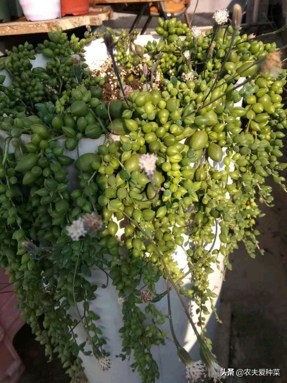 多肉佛珠简单养法,多肉佛珠怎么养才肥壮图片