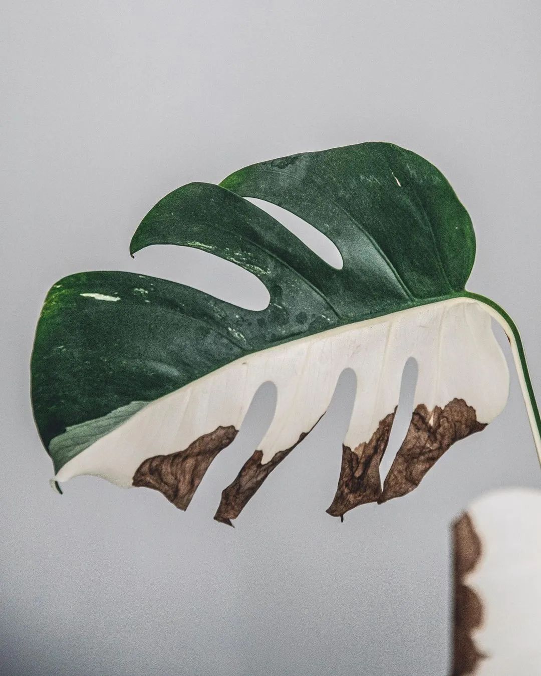 金盆洗手吧，植物杀手们