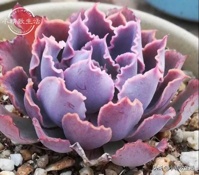 出去旅游怎么给植物浇水,外出旅游家里盆栽植物怎么管理