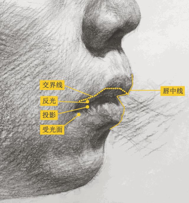优质素描,优质素描静物