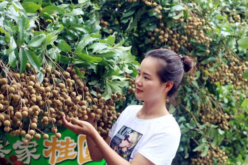博白龙眼采摘基地在哪里,博白石硖龙眼什么时候成熟