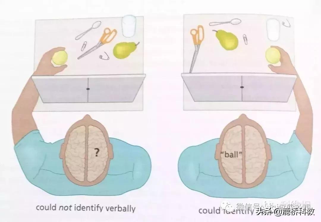 左脑右脑玩三国华容道,左脑右脑测试动图