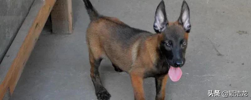 老血统马犬,马犬禁养吗