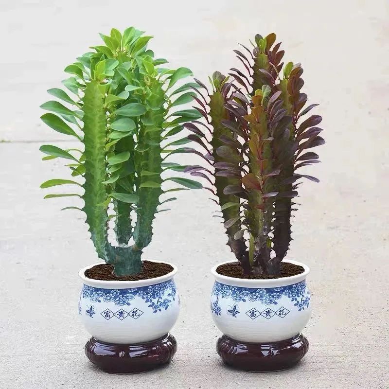 冬季室内怎么养龙骨花视频,龙骨花春天怎么扦插