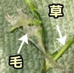 猫咪不吃肉肉怎么办,猫咪不吃鱼吃草怎么办