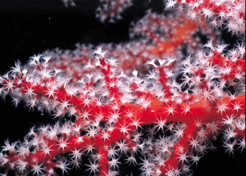 珊瑚缸正确养殖方法,珊瑚缸要怎么维持好水质