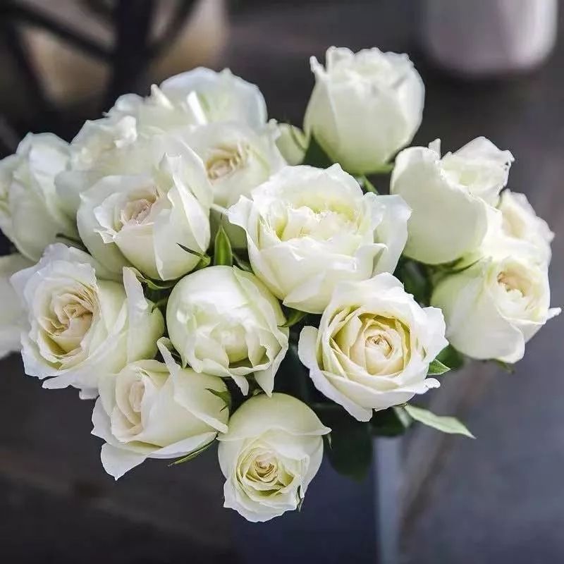 这六种花寓意吉祥好养易活,公认最吉利的4种花