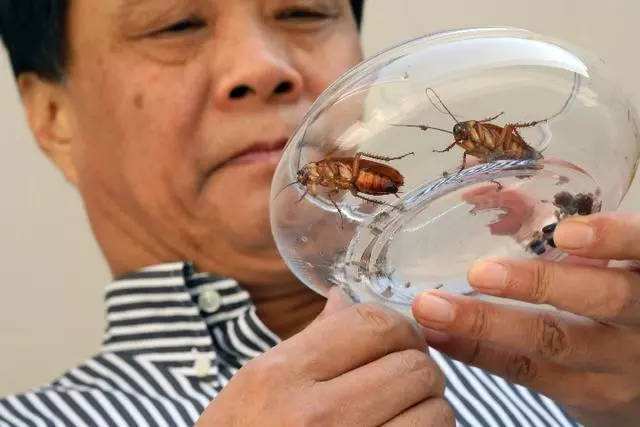 为啥不用鞋子打蟑螂,蟑螂用拖鞋拍死的后果