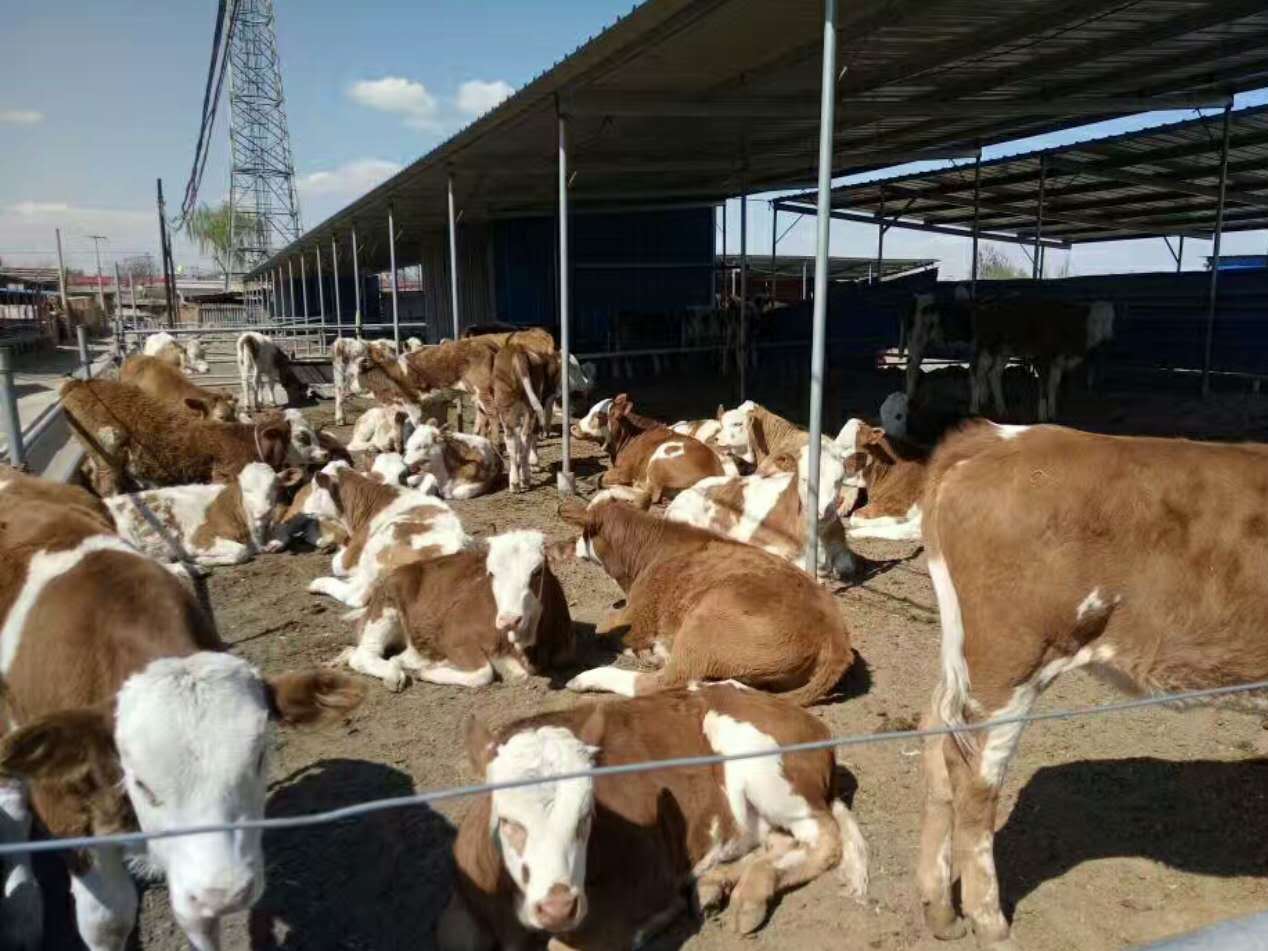 喂牛最好的预混料什么牌子的好,喂牛预混料价格