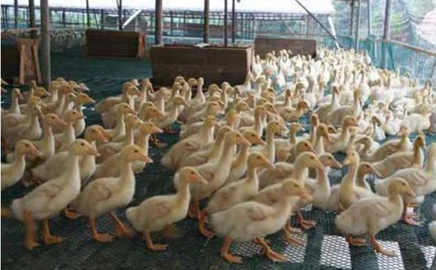 鸭养殖有什么疾病预防,鸭病防治知识及方法