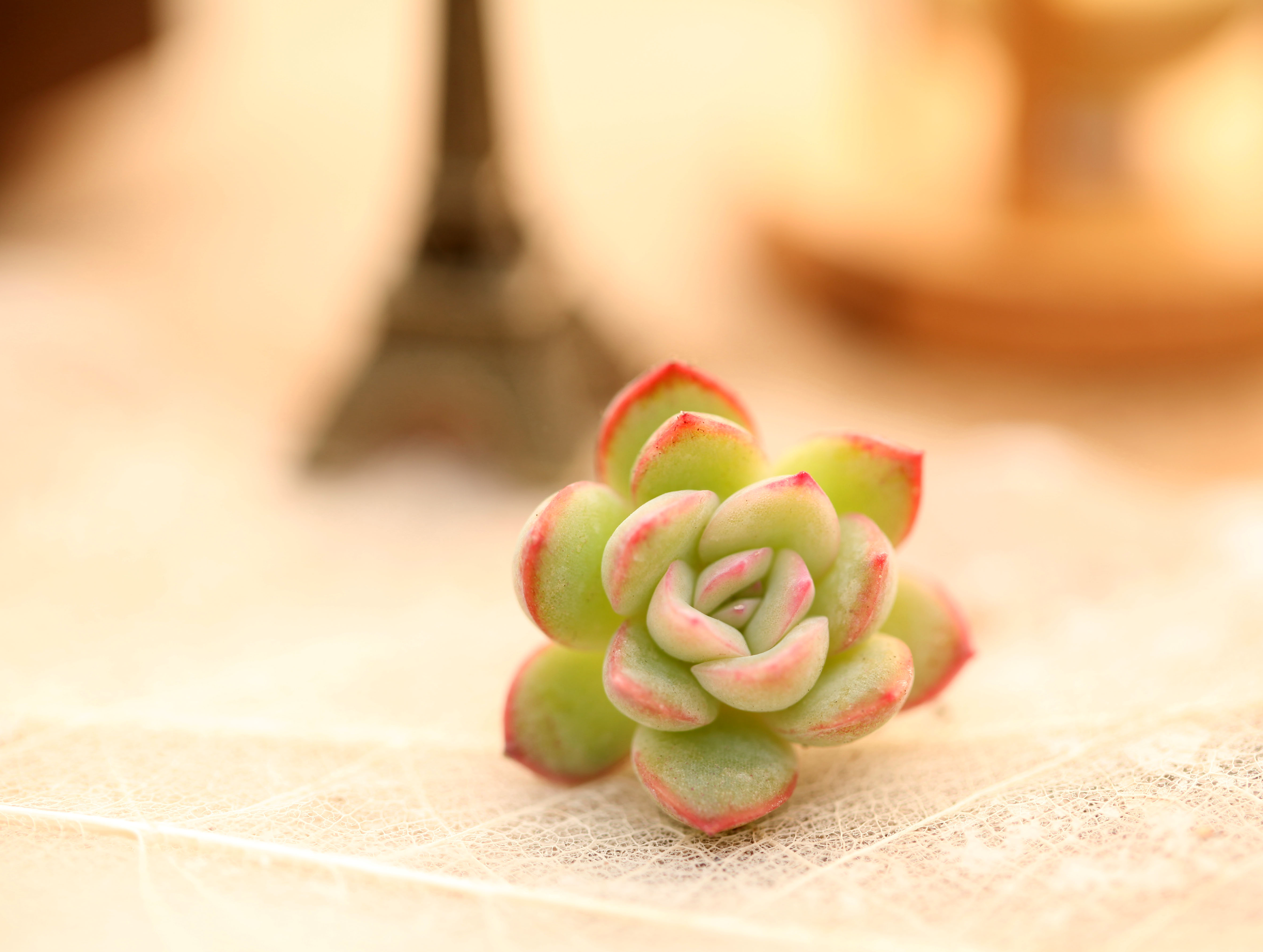 多肉枯萎了怎么恢复,多肉枯萎了怎么让它重头恢复