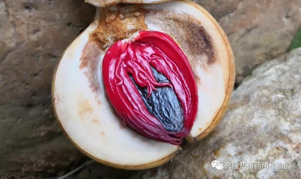 南药科普视频,南药科普