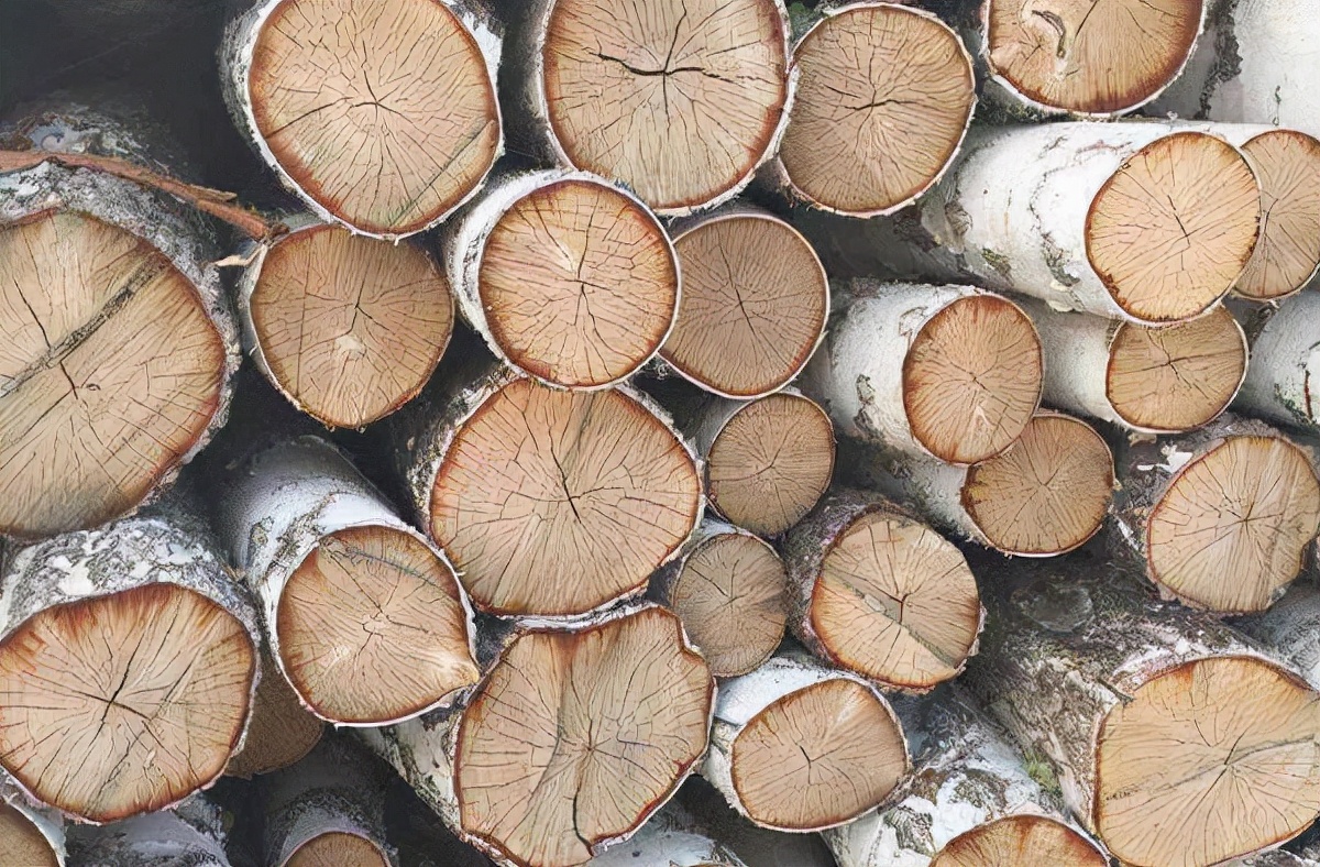 铁桦树木刀削铁如泥,铁桦树刀剑