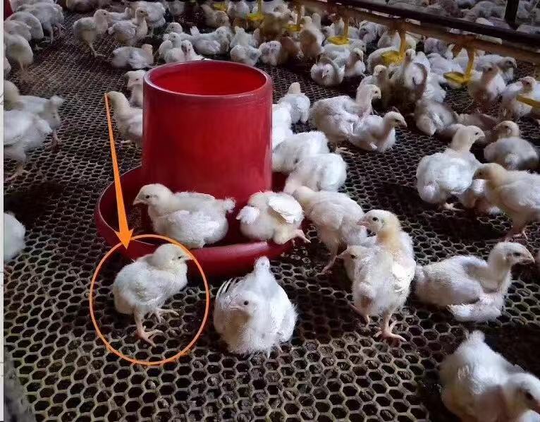 鸡态势不佳是什么原因,为什么鸡长不大