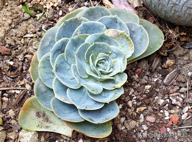 你有没有养过白玉蜗牛,你有没有曾经养过宠物