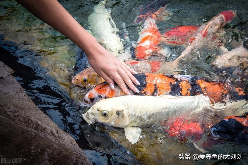 鱼在鱼缸里不喂它能活多长时间,小鱼在鱼缸里不喂食能活多少天