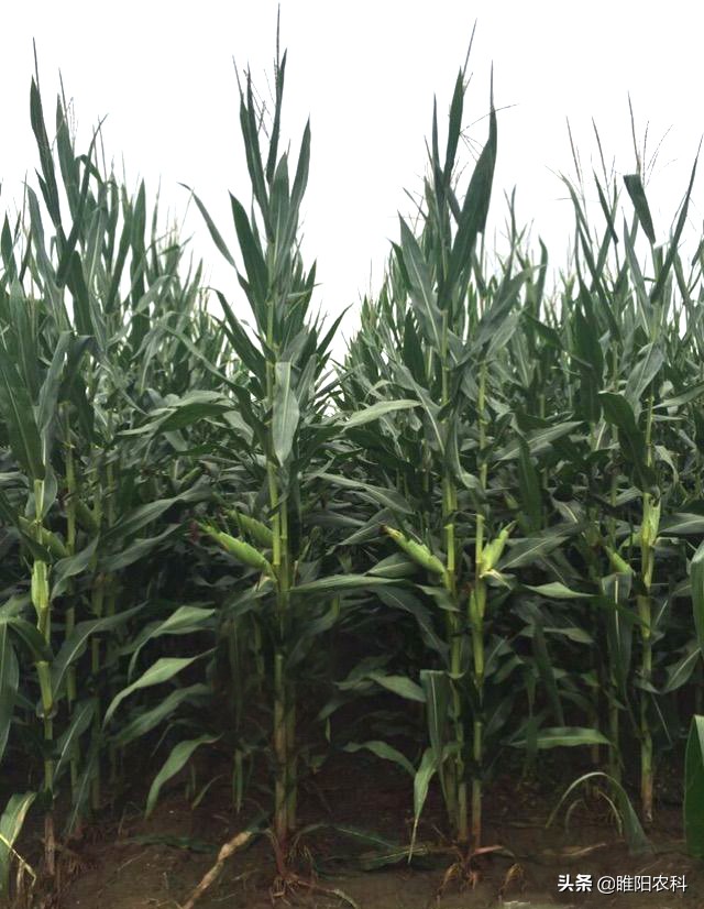 超高产玉米品种2118,特别高产的玉米