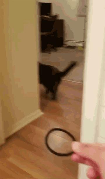 猫咪能明白人在哭吗,猫咪长大了一点为什么还总是叫