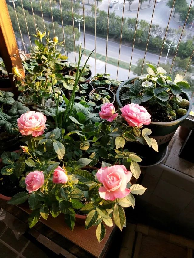 盆花极度干旱怎么处理,盆花水涝了怎么办