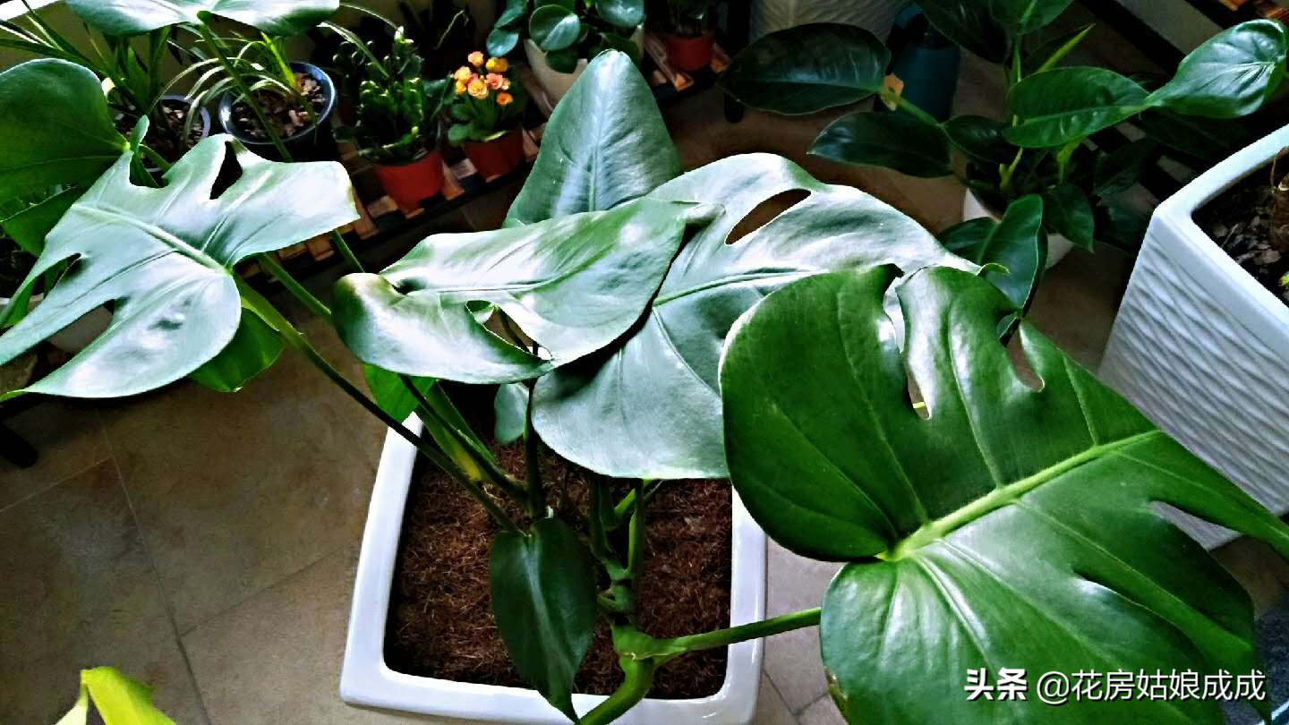 过年回去家里的花怎么办,过年花花草草怎么浇水