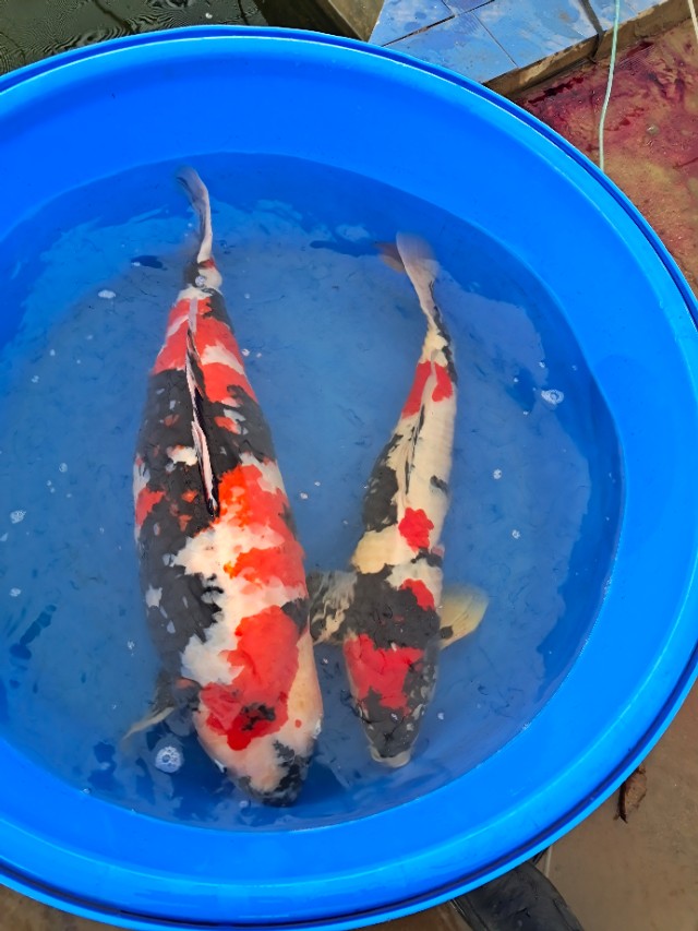 锦鲤起源与市场,锦鲤的发展趋势