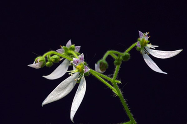 3千元一斤的草药虎耳草,你身边的中草药虎耳草