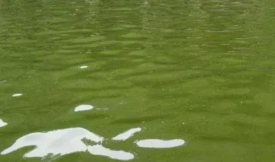 鱼池水浑水绿最简单解决办法,鱼池水怎么变清