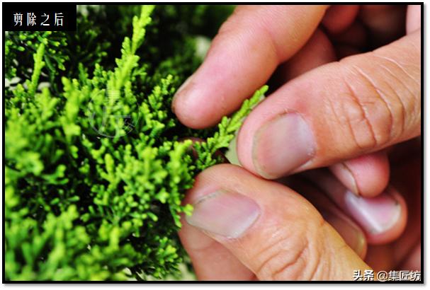 “选芽与摘芽”盆景树形稳定一半都靠它，盆景耐心与细心的试练